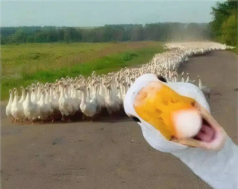 Canard